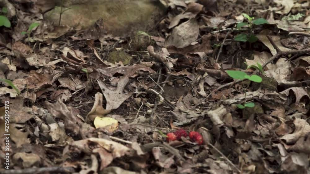 A close-up frame tracks woman's hands as she harvests fallen mulberries from leaves on the forest floor. A close-up frame tracks woman's hands as she harvests fallen mulberries from leaves on the forest floor.