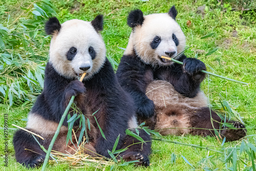 Panda  the mother and its young  eating bamboo together