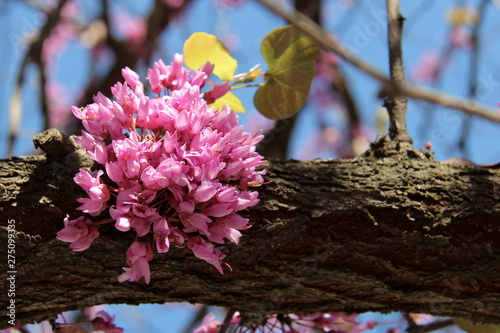 Pink flowers of cercis siliquastrum (Judas tree) in spring photo