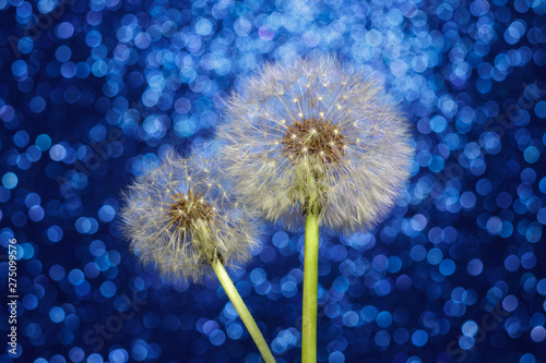 Fototapeta Naklejka Na Ścianę i Meble -  Close-up Dandelion on Bokeh Background of Cool Color.