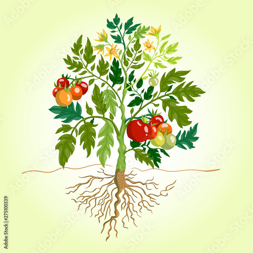 Tomato Bush Illustration