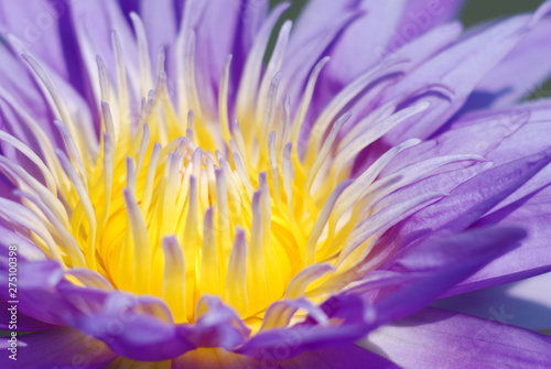 Purple lotus  bright color  natural beauty