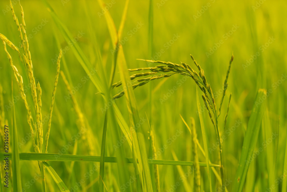 Obraz premium Rice field nature food background