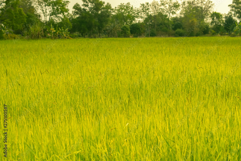 Rice field nature food background  