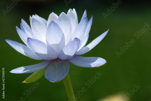 Purple lotus  bright color  natural beauty