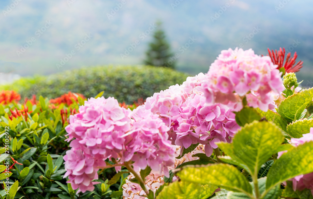 Selective focus of beautiful pink hydrangea in the garden with natural light Selective focus of beautiful pink hydrangea in the garden with natural light