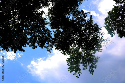 Nature background with branch platanus (sycamore) tree and blue sky