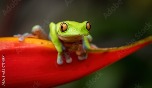green tree frog in Costa Rica