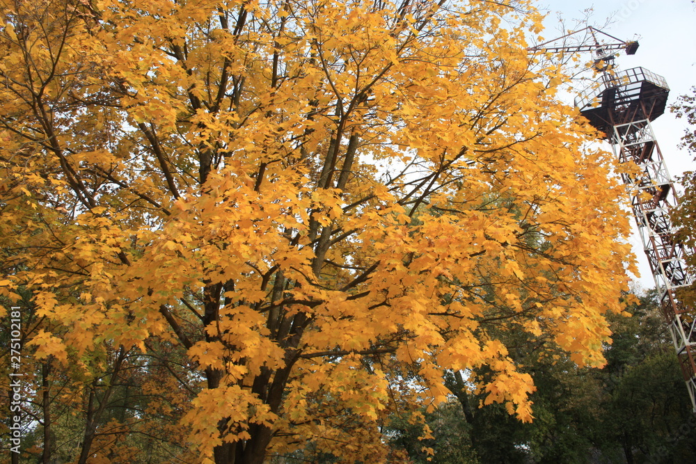 Fototapeta premium autumn leaves on tree