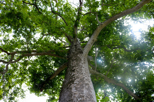 Sycamore (Platanus tree Chinar) tree view from below into the sky. Sycamore tree trunk with branches and green summer leafage. Intresting colorful bark structure. Bottom view. Nature background photo