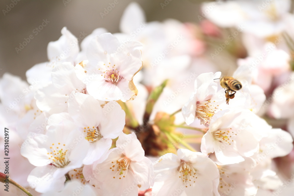 さくらの里の桜