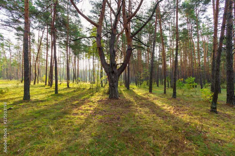 beautiful pine forest