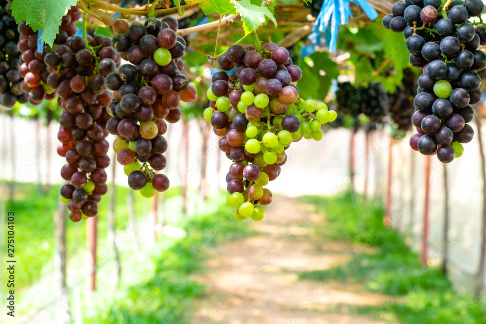 purple red grapes with green leaves on the wine