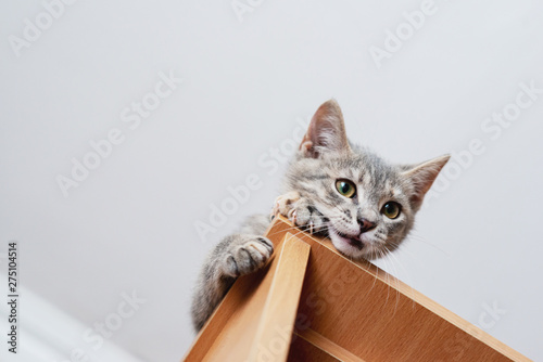 Funny gray kitten sitting on top of furniture. The kitten is looking at the camera. Shallow depth of field