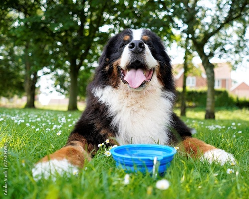 Photography Happy Bernese Mountain Dog, looking up, lying on the grass in the park