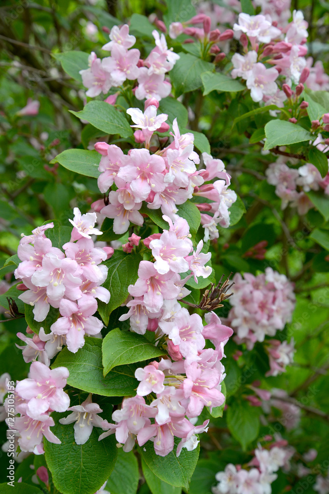 Pink flowers of a veygela garden (Weigela Thunb.) Pink flowers of a veygela garden (Weigela Thunb.)