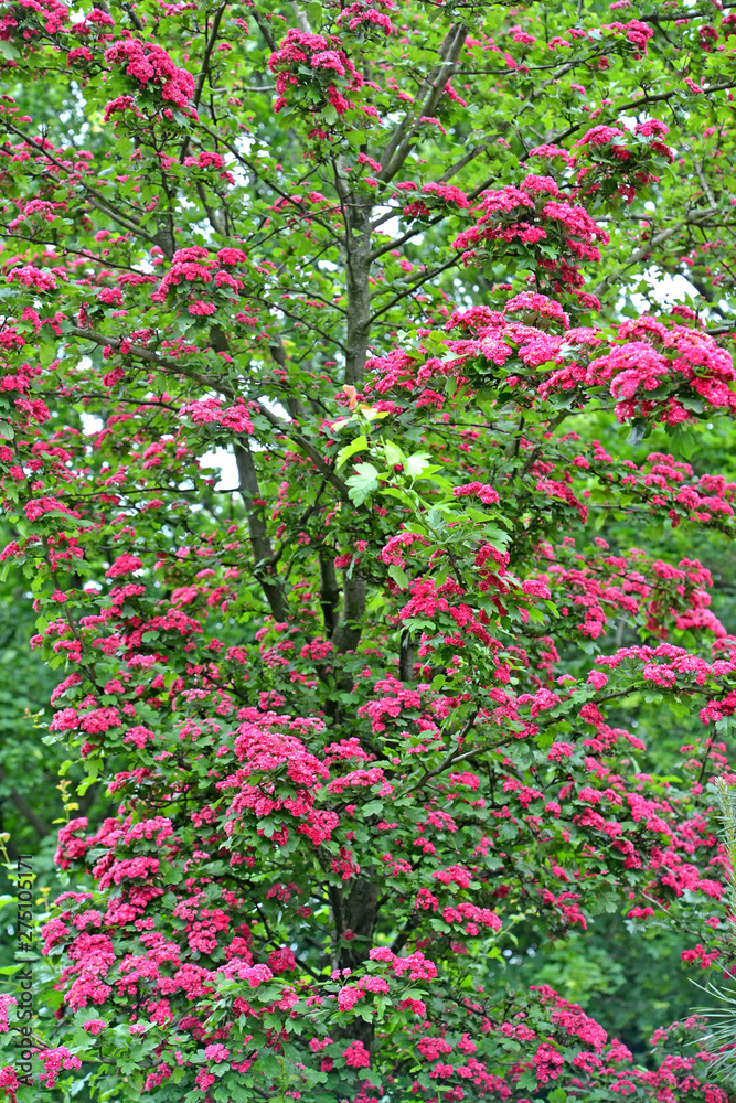 Fototapeta premium Blossoming of a hawthorn blood-red (Crataegus sanguinea Pall.