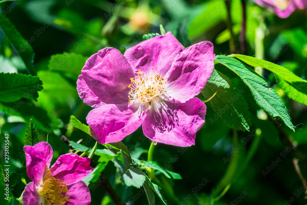 lovely pink rosehip flowers on a warm Sunny day in the city Park lovely pink rosehip flowers on a warm Sunny day in the city Park