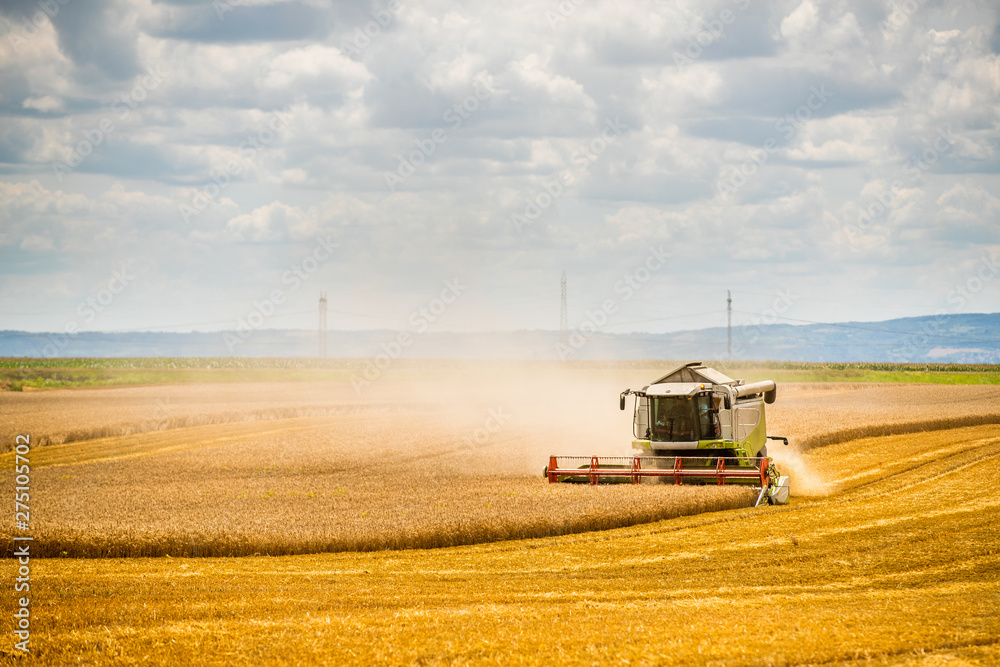 Fototapeta premium Combine harvester in action on wheat field. Harvesting is the process of gathering a ripe crop from the fields.