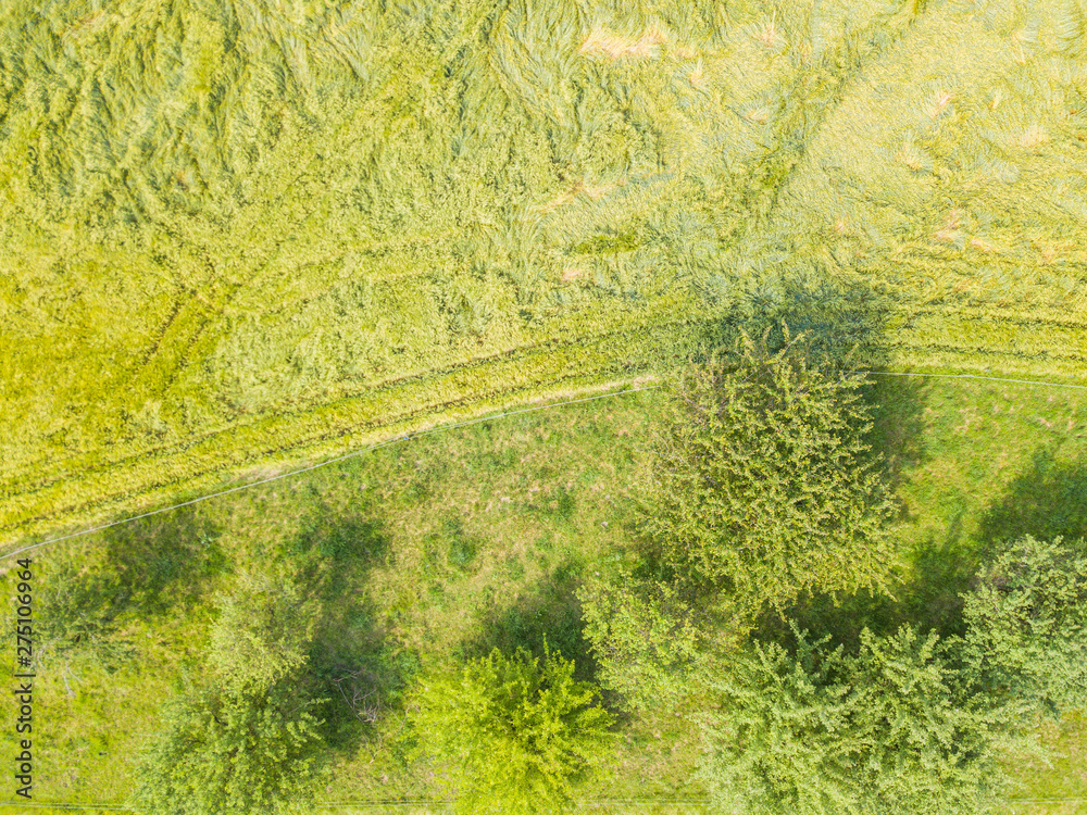 Aerial view of trees on green meadow Aerial view of trees on green meadow