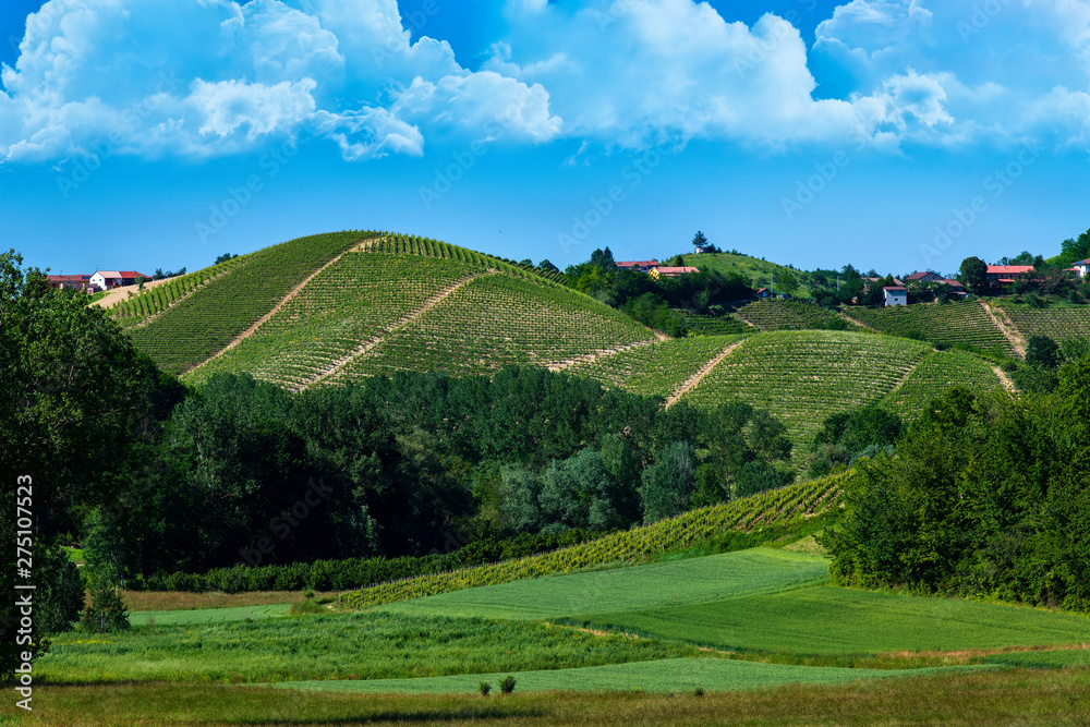 Vineyards and woods on the hill side Monte Dell'Olmo located in the municipality of Vinchio Piemonte Italy