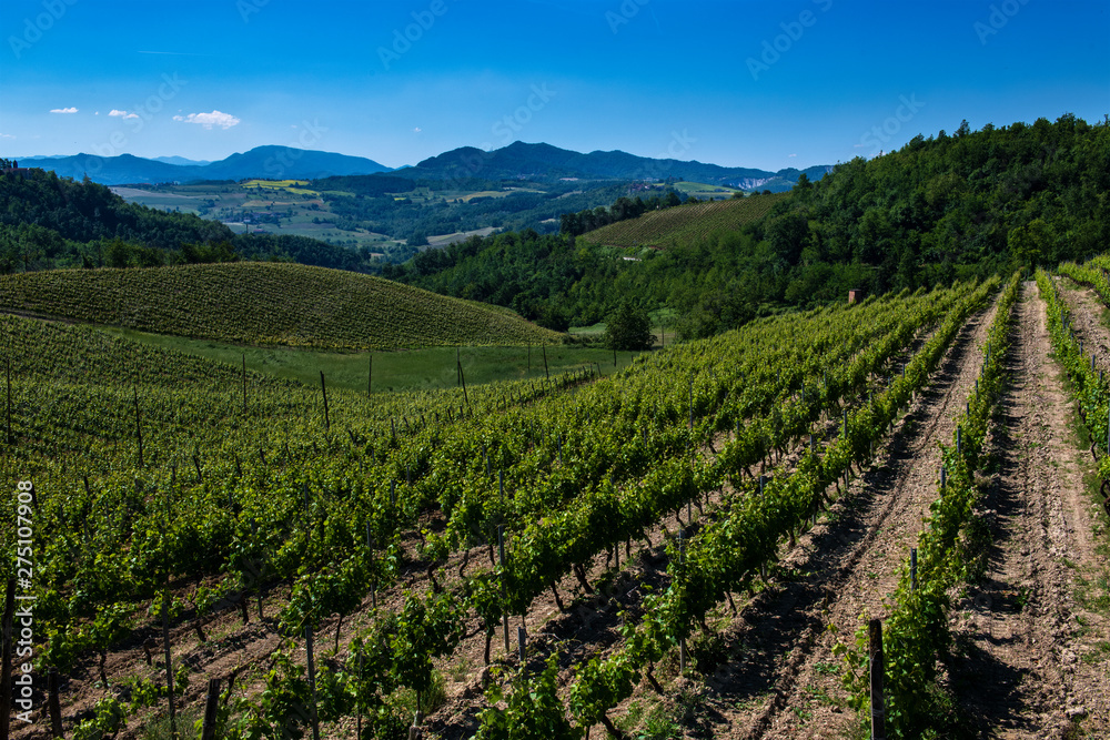 Vineyards and woods on the hill side Cascina Saliceti located in the Municipality of Montegioco Piedmont Italy
