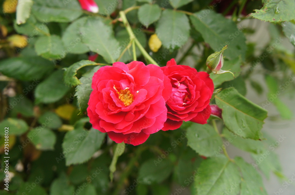 Red rose on a bush close up. Red rose on a bush close up.