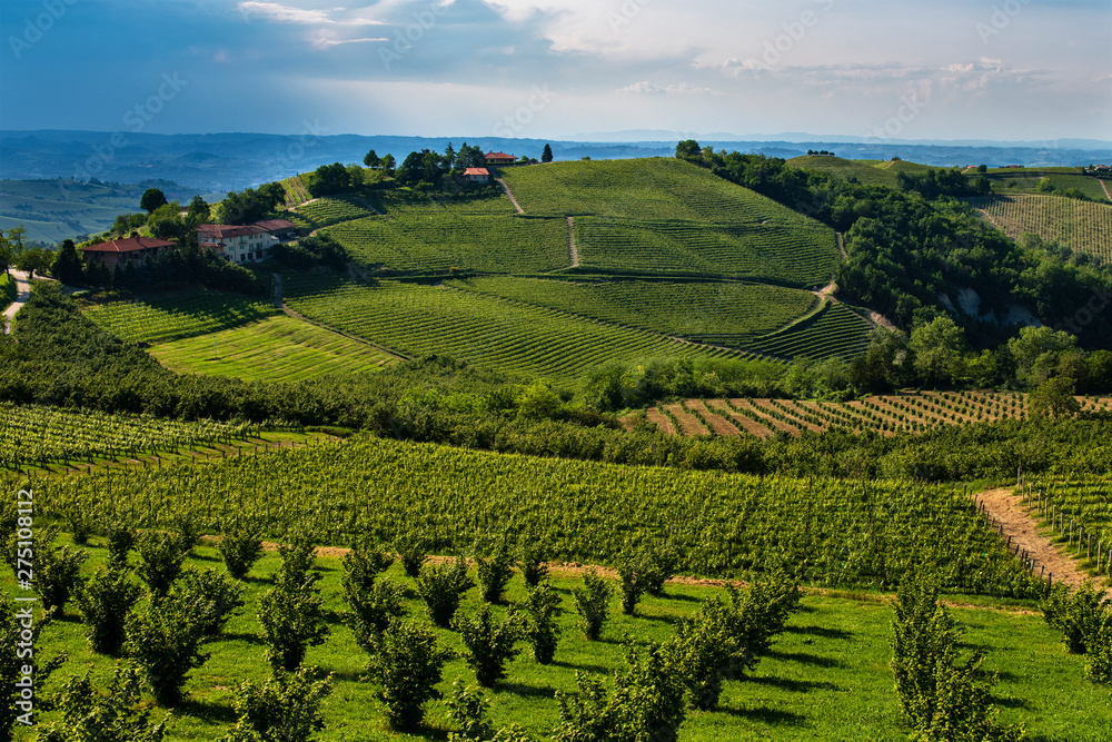 Vineyards and woods on the Cappeletto hillside site in the Municipality of Trezzo Tinella Piedmont Italy