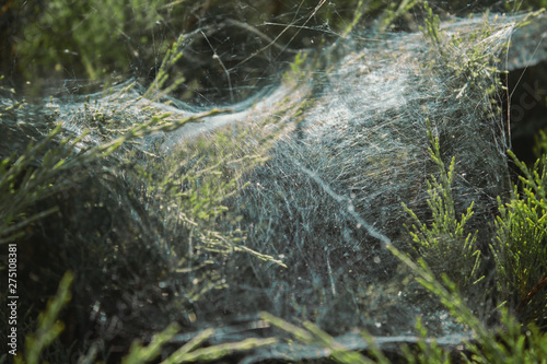 web on coniferous branches