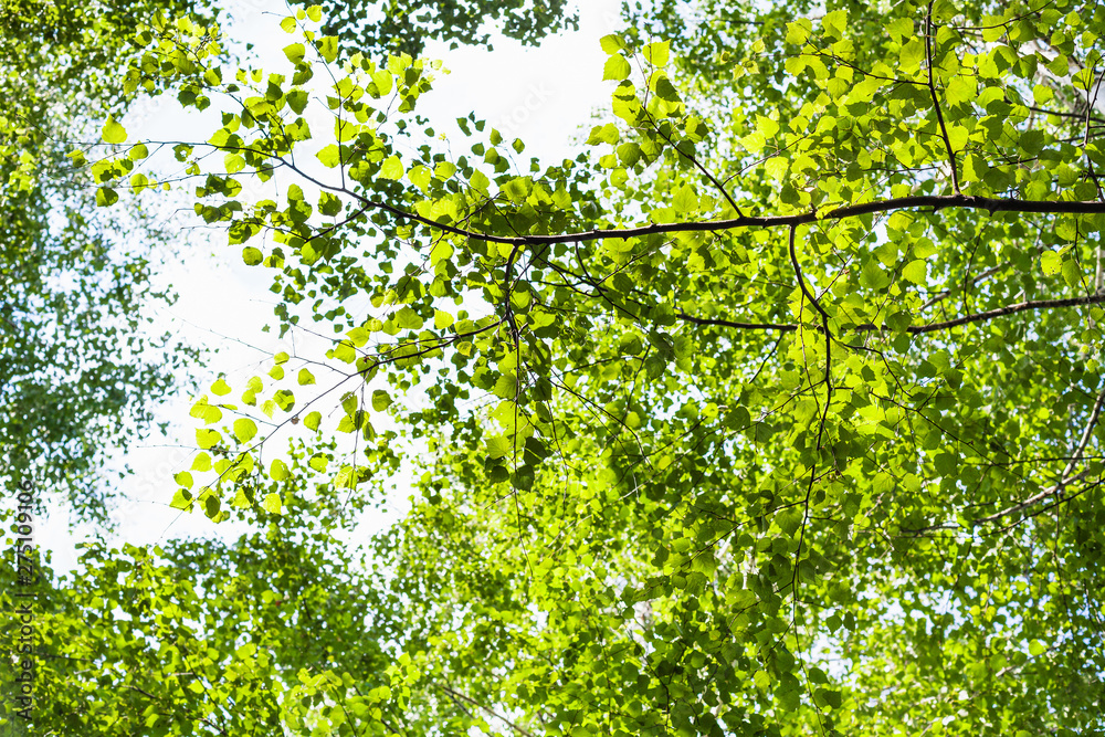 Fototapeta premium green leaves of poplar tree in forest in summer