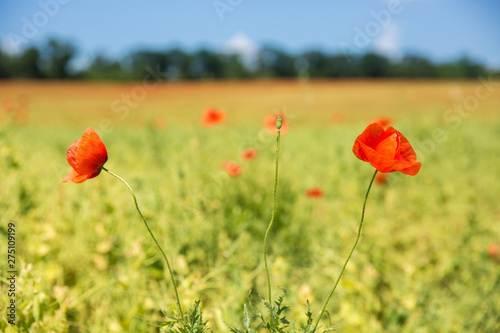 Two beautiful poppy flowers on poppy field against the sky