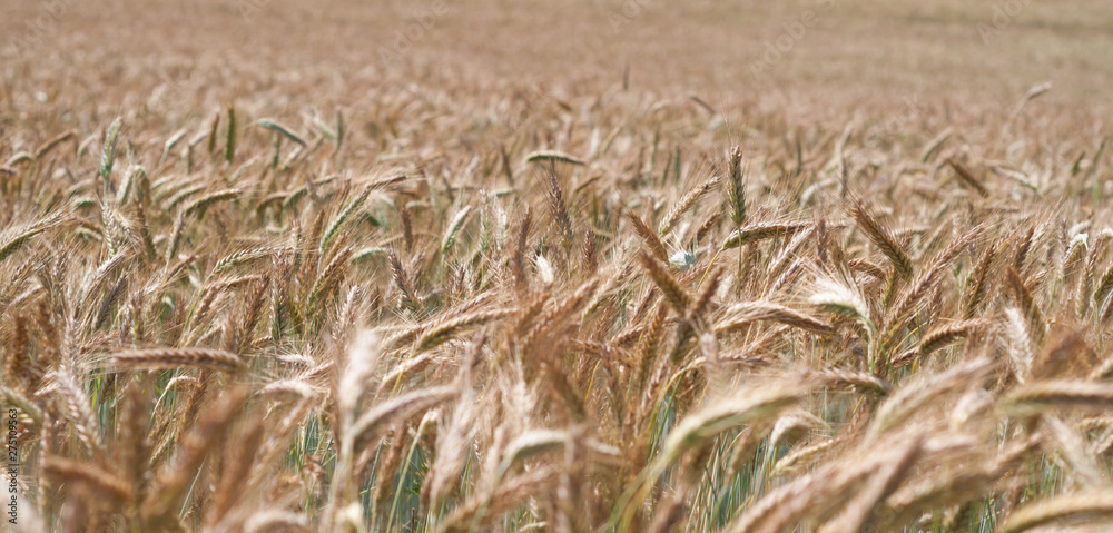 Fototapeta premium The Wheat Field in Village