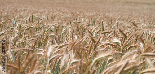 The Wheat Field in Village