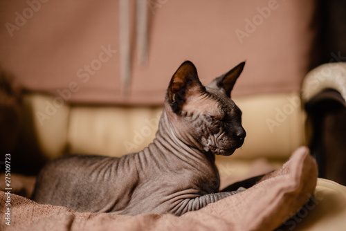 Grey cat sitting in an armchair. Canadian spynx bold cat having rest. Horizontal top view copyspace.