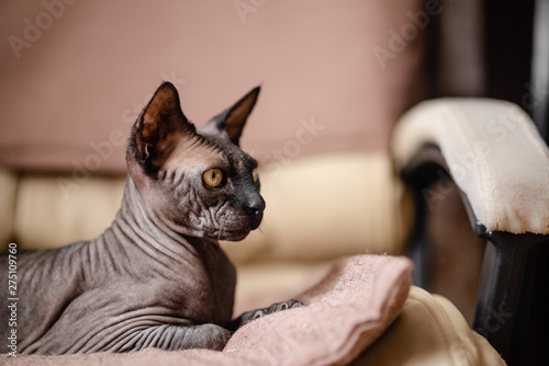 Grey cat sitting in an armchair. Canadian spynx bold cat having rest. Horizontal top view copyspace. photo