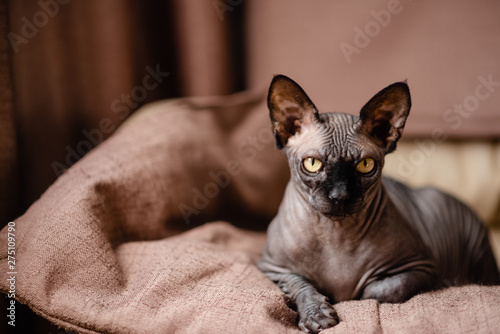 Grey cat sitting in an armchair. Canadian spynx bold cat having rest. Horizontal top view copyspace. photo