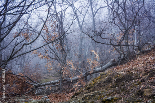 Misty forest in the Demerdzhi mountain range in the Valley of ghosts © Nikolay Denisov