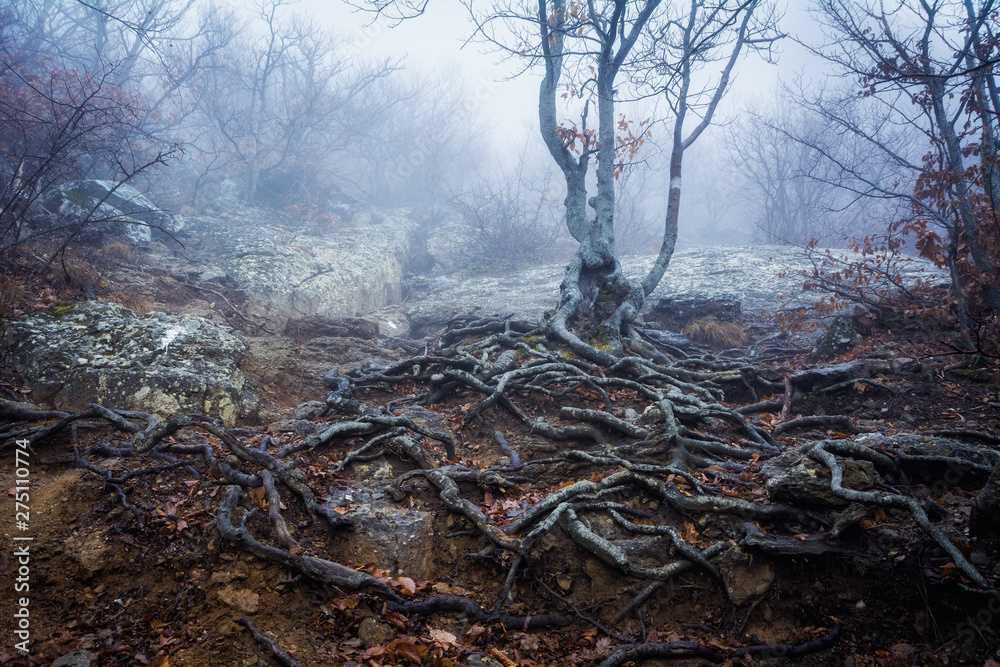 Misty forest in the Demerdzhi mountain range in the Valley of ghosts Misty forest in the Demerdzhi mountain range in the Valley of ghosts