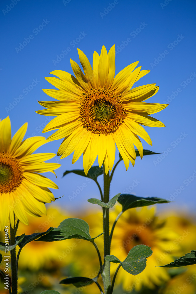 Naklejka premium Beautiful landscape with sunflower field over blue sky
