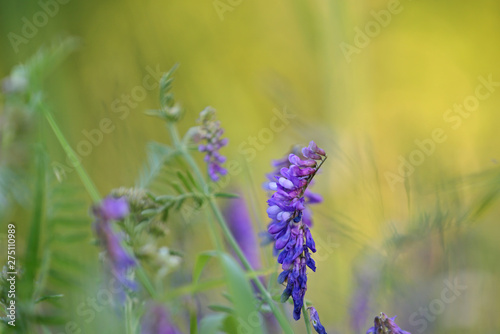 Tufted Vetch  Vicia cracca  blooming with violet and blue flowers in a meadow