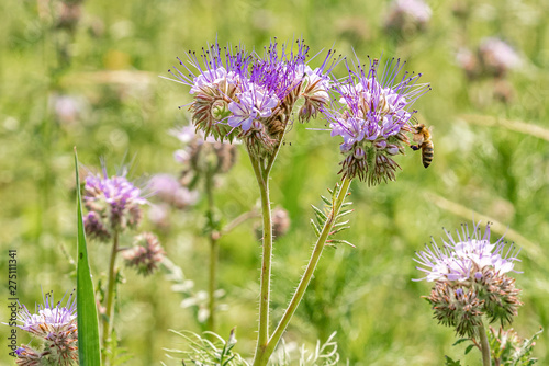 Phacelia