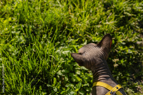 Grey spynx cat on a leash. Grey cat walking in the green field . Yellow leash.