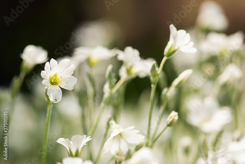 White Snow-In-Summer Flower