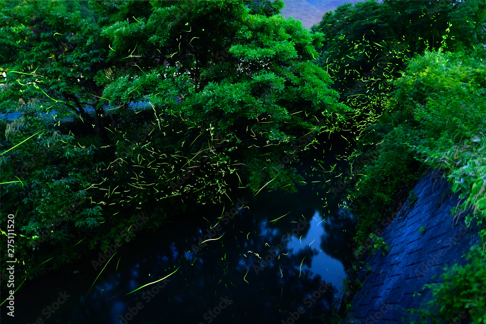 乱舞するホタル