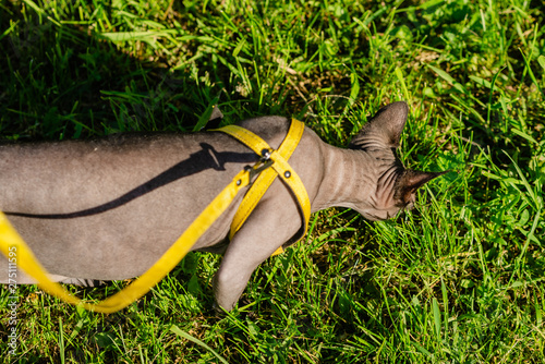 Grey spynx cat on a leash. Grey cat walking in the green field . Yellow leash. photo