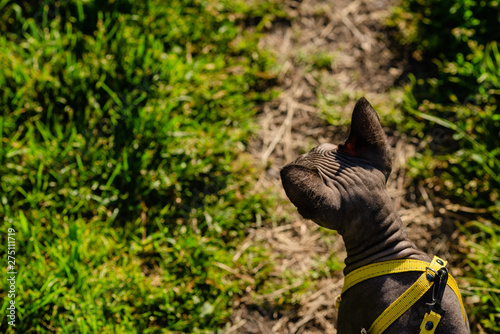 Grey spynx cat on a leash. Grey cat walking in the green field . Yellow leash. photo