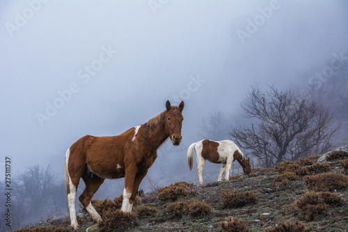 Two horses graze in the fog in the mountains Demerdzhi