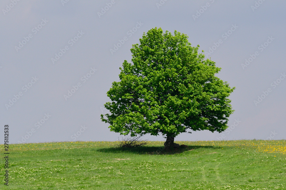 Fototapeta premium Ahornbaum am Horizont