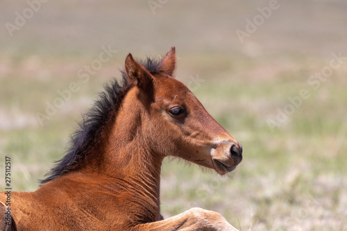 Cute Wild Horse Foal in Utah