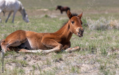 Cute Wild Horse Foal in Utah